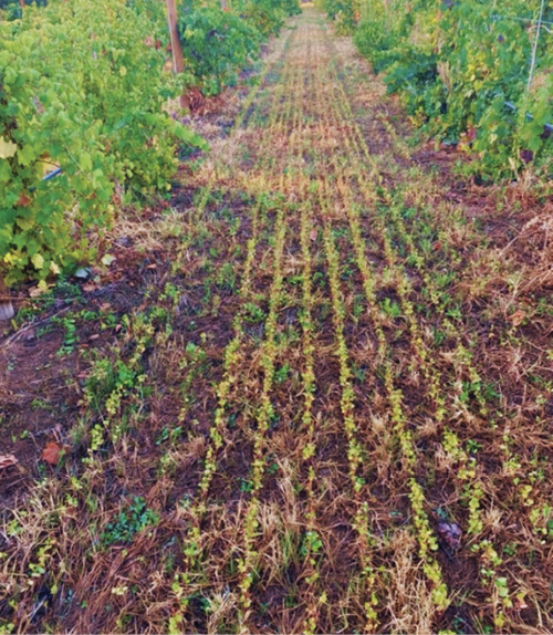 Photograph of winter camelina juvenile plants germinating through existing ground cover residue. 