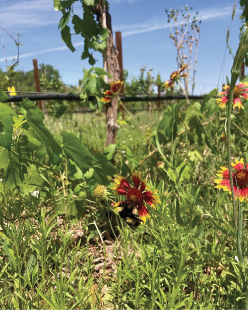 Photograph of an American bumblebee on a blanket flower.