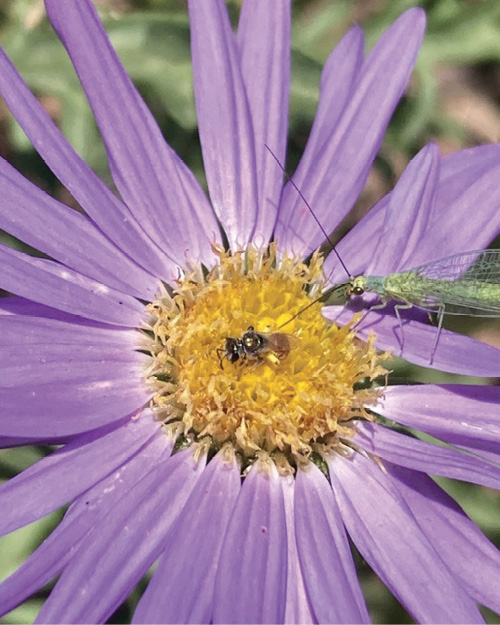 Photograph of a sweat bee and green lacewing on a Tahoka daisy.