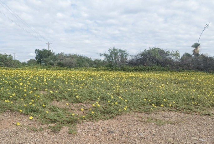 Puncturevine plants growing at the edge of a parking lot; note yellow flowers.