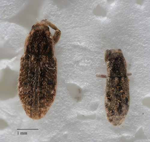 Photograph of an adult seed weevil (left) and a stem weevil (right), side by side for comparison. 