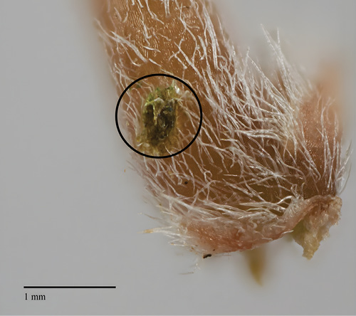 Closeup photograph of a stem weevil egg covered with fecal pat.