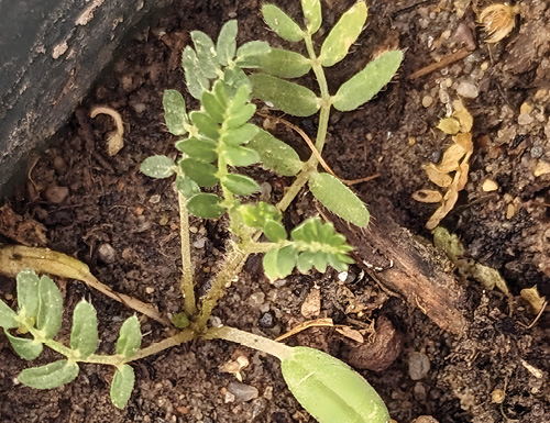 Photograph of puncturevine seedling growing on dirt. 