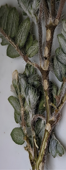 Photograph of the feeding scars left from adult weevils on plant stems. 