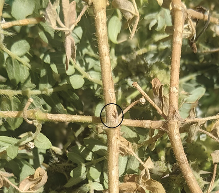 Photograph of the exit hole of a stem weevil on a plant stem. 