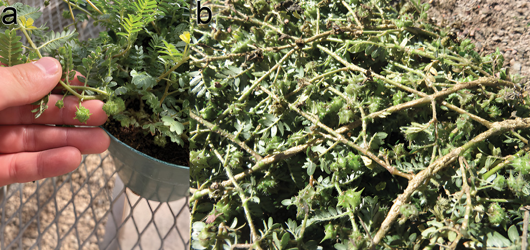 Figures 2a and 2b side by side. Puncturevine plants with seed pods (goatheads).