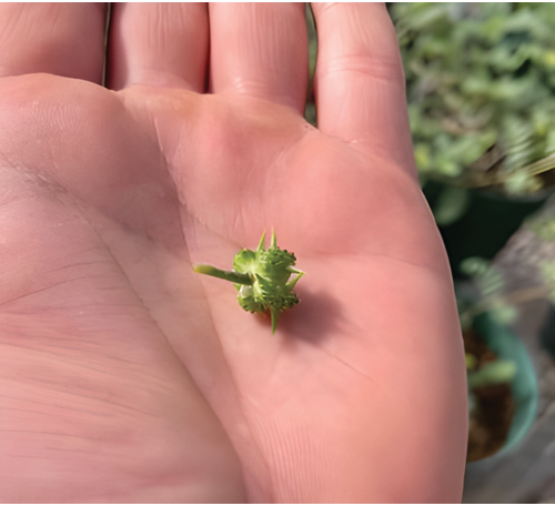 Hand holding an immature goathead (green color with spikes).