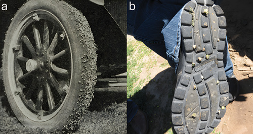 Left, car tire covered in goatheads. Right, bottom of a shoe covered in goatheads.