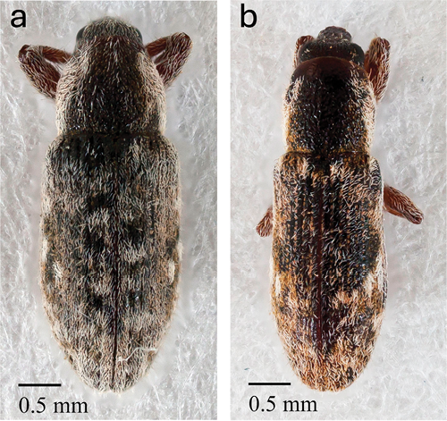 Left, adult Microlarinus lareynii. Right, adult Microlarinus lypriformis. Two photographs of weevils set side by side for comparison.