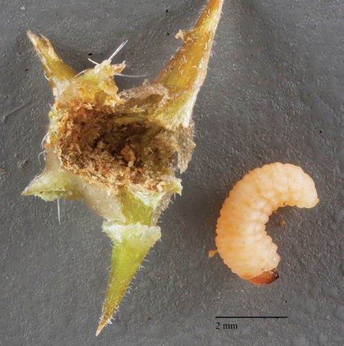 Photograph of a seed weevil larva next to an open goathead. 