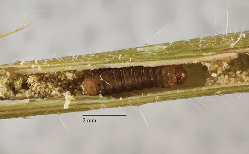 Photograph of a stem weevil inside a plant stem. 