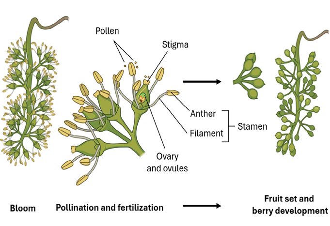 Illustration depicting the stages of bloom, pollination, and fertilization in grapes, highlighting key components such as pollen, stigma, anther, filament, ovary, and ovules.