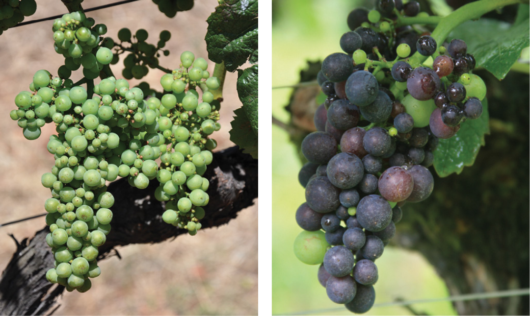  “Hens and chicks”, also known as millerandage, in two clusters photographed at different phenological stages. 