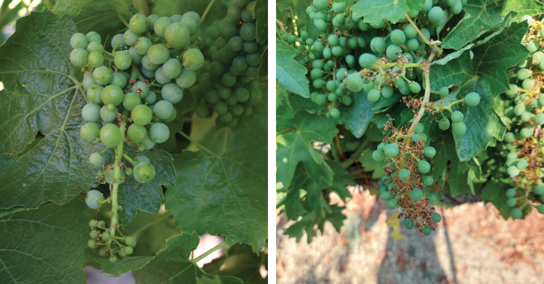 Comparison of grape clusters on vines, highlighting variations in size and growth.