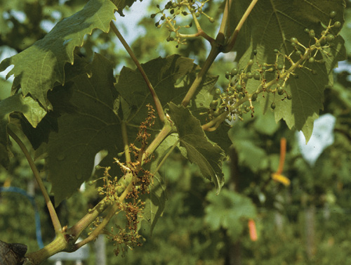 Close-up of grapevine leaves and clusters demonstrating early bunch stem necrosis