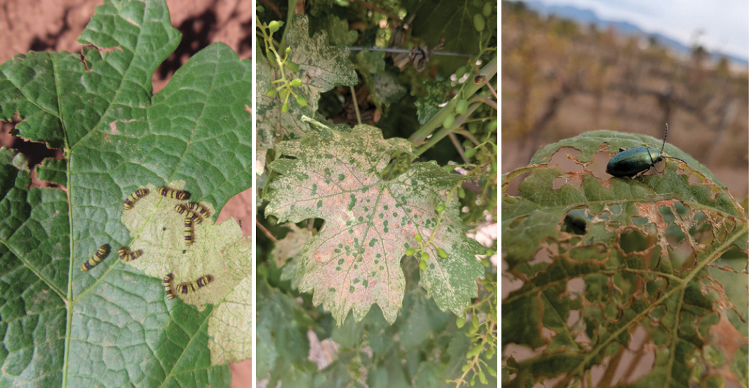 Ejemplos de daños foliares tempranos causados ​​por plagas comunes en viñedos de Nuevo México. De izquierda a derecha: daños por alimentación causados ​​por el esqueletizador de la vid, los saltamontes y el escarabajo pulga de la vid. Los daños tempranos pueden reducir la superficie foliar, disminuyendo la capacidad fotosintética si la presión de las plagas es alta. La identificación correcta de los patrones de daño es importante para la monitorización oportuna y la toma de decisiones de manejo.