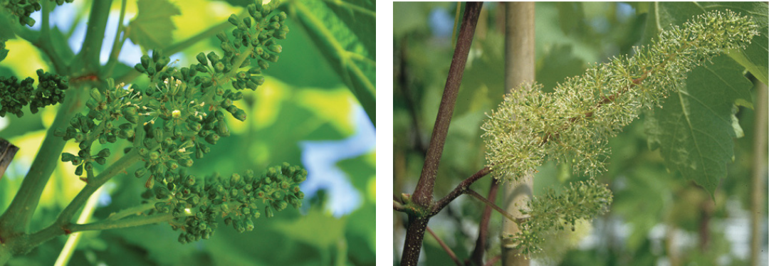 Primer plano comparativo de uvas verdes que muestra las diferencias genéticas en las flores.