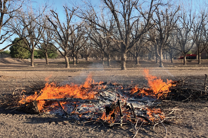 Brush pile burning in an orchard with leafless trees under a clear blue sky.