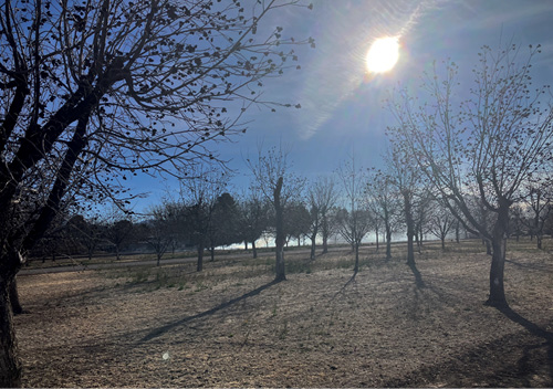 Photograph demonstrating inversion conditions, with smoke from burning pecan trees not rising up, but remaining horizontally across the surface.