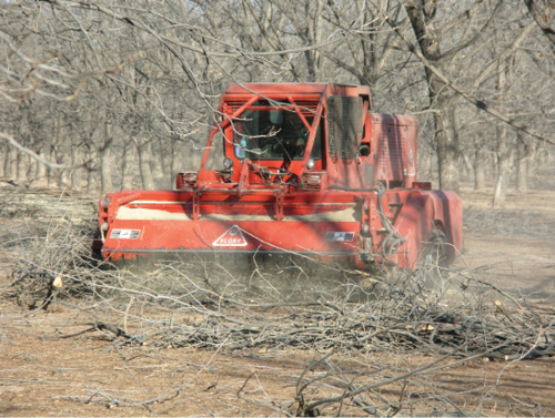 Red brush-clearing machine pushing through fallen branches in a dry, leafless grove.
