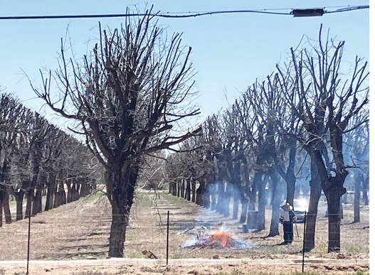 Rows of leafless, pruned trees lining a farm lane with a small brush fire burning and smoke drifting nearby.
