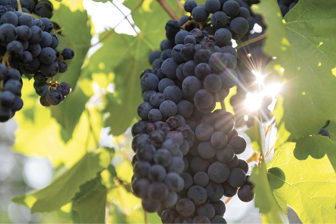 Clusters of dark purple grapes hanging on the vine with green leaves and sunlight shining through.