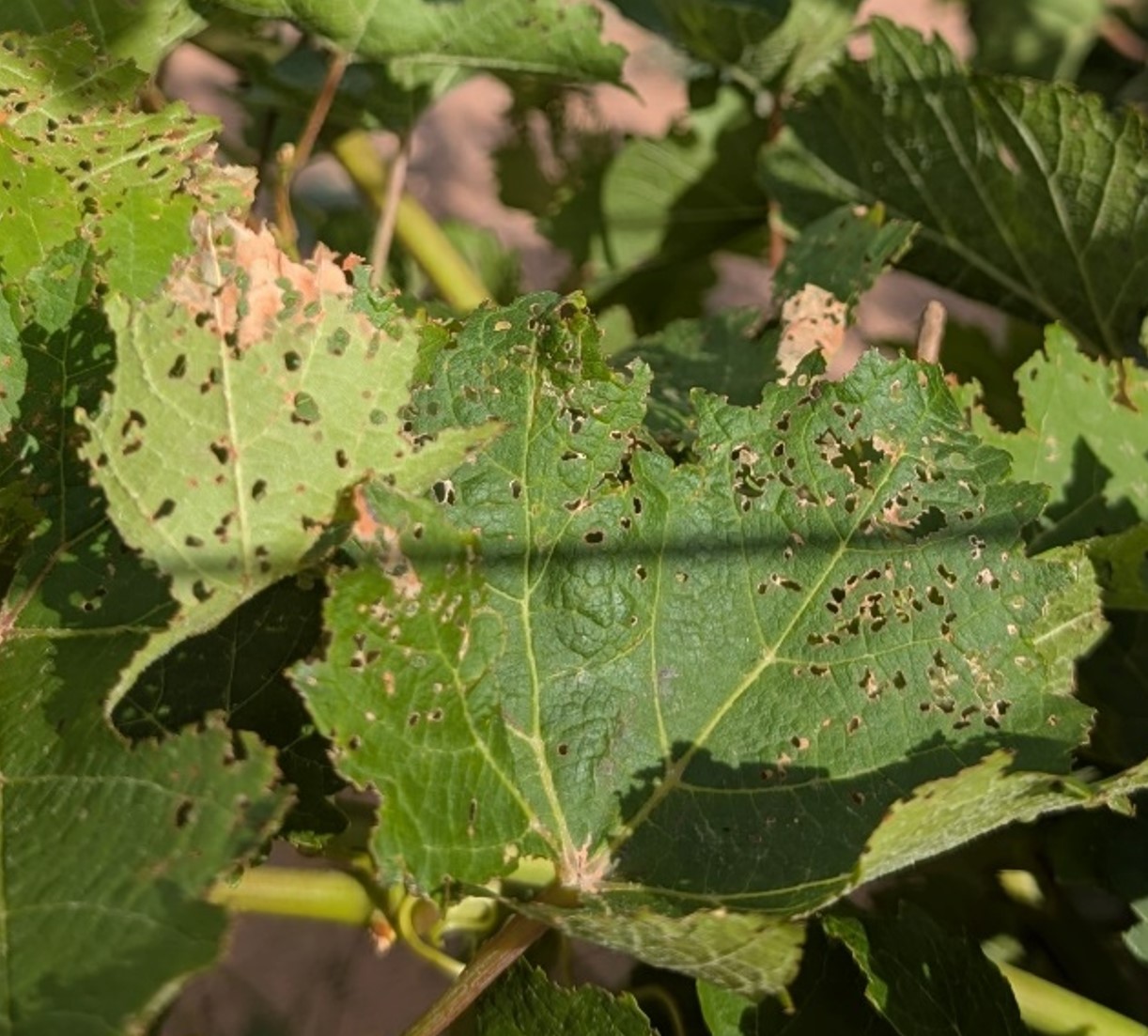 Grape leaves covered with numerous small holes and ragged edges from flea beetle feeding damage.