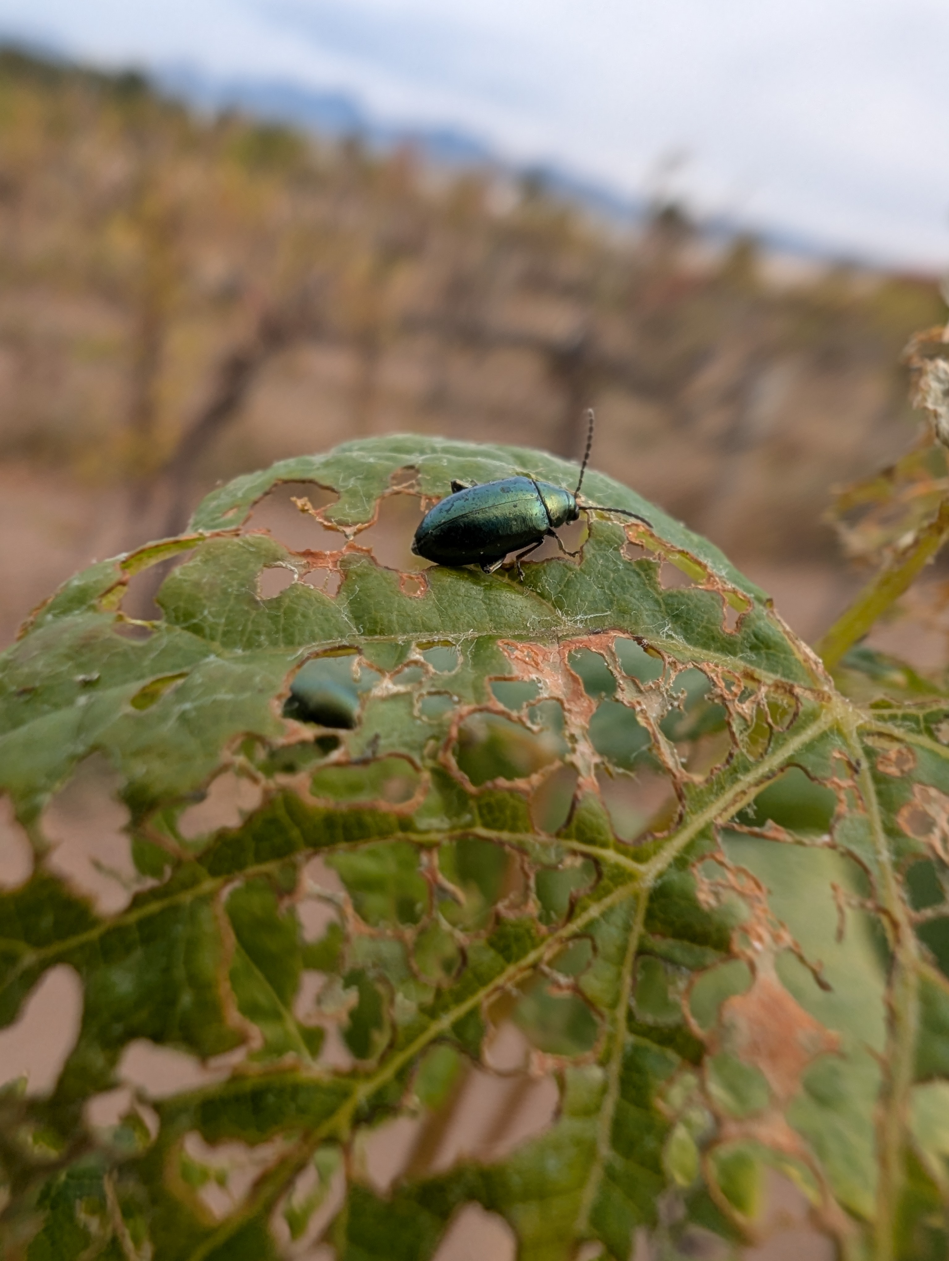 Metallic blue-green flea beetle on a grape leaf riddled with irregular chewing holes.