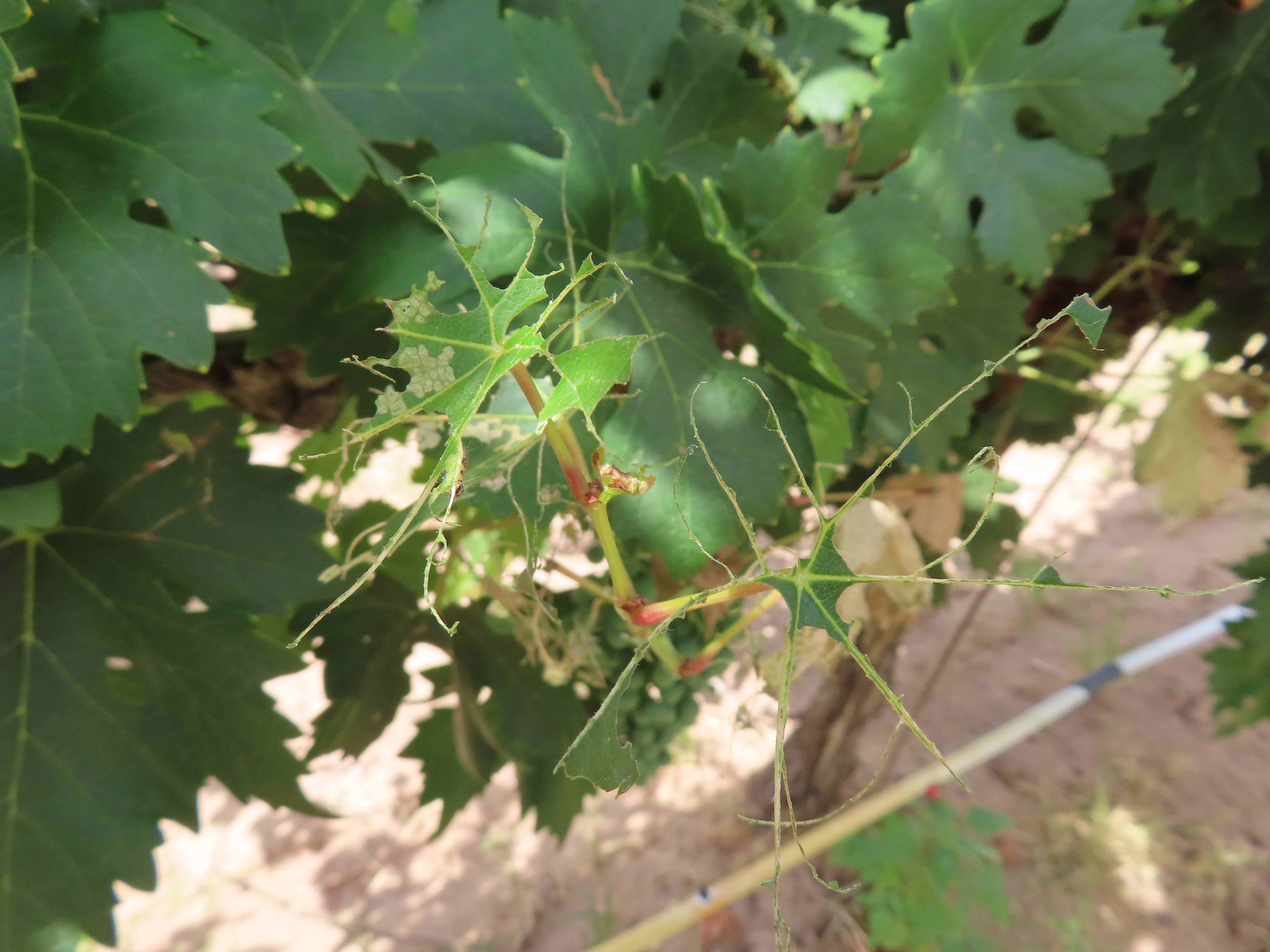 Skeletonized leaves with only their branching vein frameworks remaining, surrounded by intact green foliage.