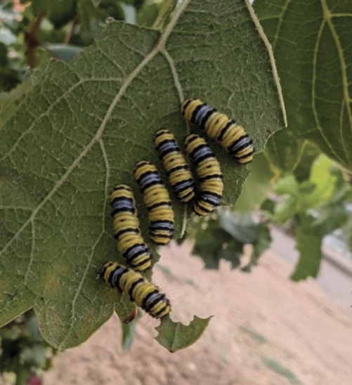 Several yellow-and-black striped larvae feed on a partially skeletonized green leaf.