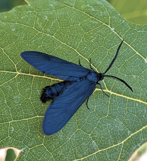 A dark blue western grapevine skeletonizer moth rests on a green grape leaf.