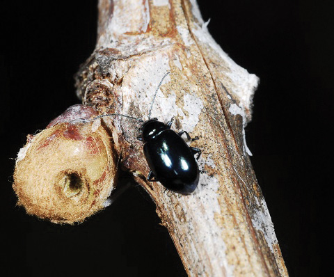 Shiny black grape flea beetle beside a hollowed, damaged grapevine bud on a rough stem.