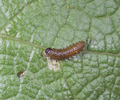 Brown, segmented grape flea beetle larva feeding on a textured green grapevine leaf, with a pale damaged area beneath it.