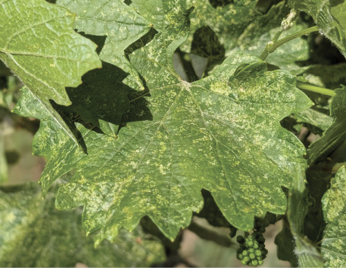 Grapevine leaves with widespread pale stippling damage and a small cluster of unripe green grapes.