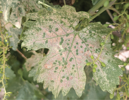 Grapevine leaf with severe pale stippling, chlorotic areas, and leaf scorch caused by leafhoppers.