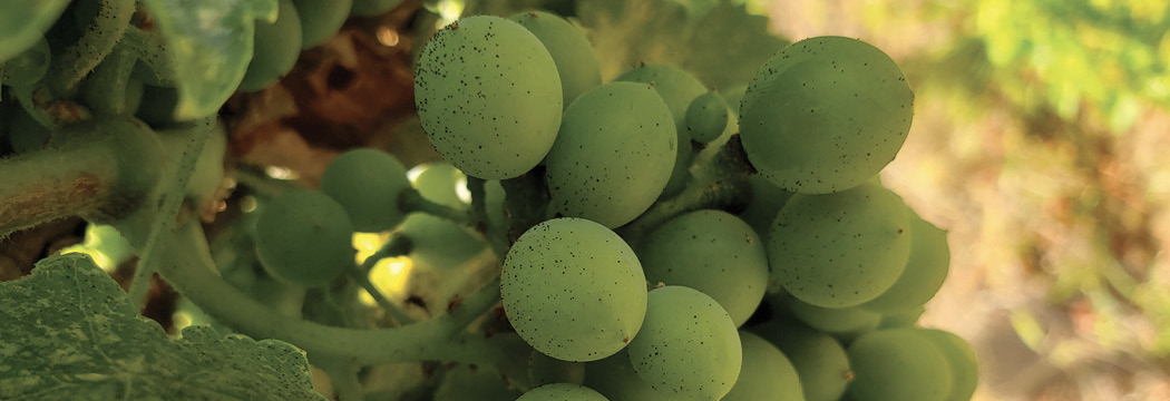 Cluster of green grapes covered with tiny black specks of leafhopper frass.