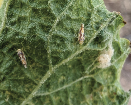 Two mottled adult leafhoppers on the textured underside of a grapevine leaf, with a pale fuzzy patch at right.