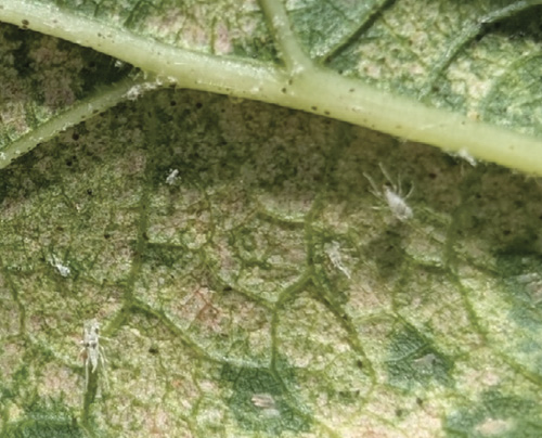 Close-up of several pale leafhopper nymphs on the underside of a mottled grapevine leaf.