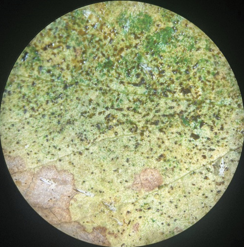 Microscopic view of a grape leaf with extensive pale stippling, scattered dark specks, and brown areas of feeding injury.