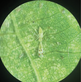 Microscope view of two pale leafhopper nymphs on a green leaf, with stippling and prominent veins visible.