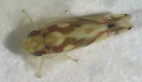 Adult grape leafhopper with translucent, reddish-brown patterned wings on a white surface.