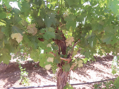 Grapevine leaves with pale, translucent “windowpane” patches from early feeding damage.