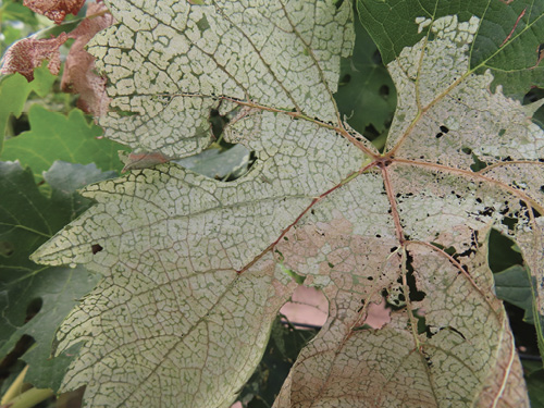 Leaves with extensive translucent “windowpane” feeding damage, visible veins, brown dead tissue, and irregular holes.