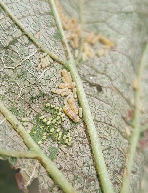 Close-up of western grapeleaf skeletonizer eggs and small larvae clustered along the veins on the underside of a grape leaf.