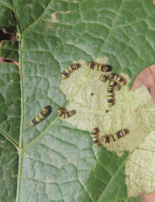 Several yellow-and-black banded western grapeleaf skeletonizer larvae feed on a partially skeletonized grapevine leaf.