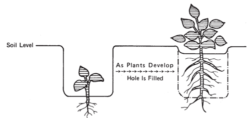Fig. 8: Illustration of filling holes in the ground as a method of starting plants early. 