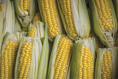 Photograph of ears of corn.