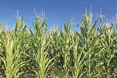 Photo of a cornfield.