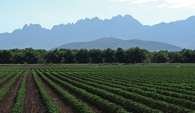 A chile field with rows of chile in the foreground and mountains in the background.