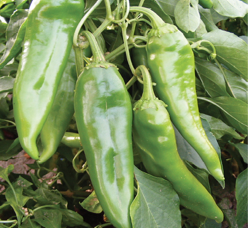 New Mexican-type green chile ready for harvest.